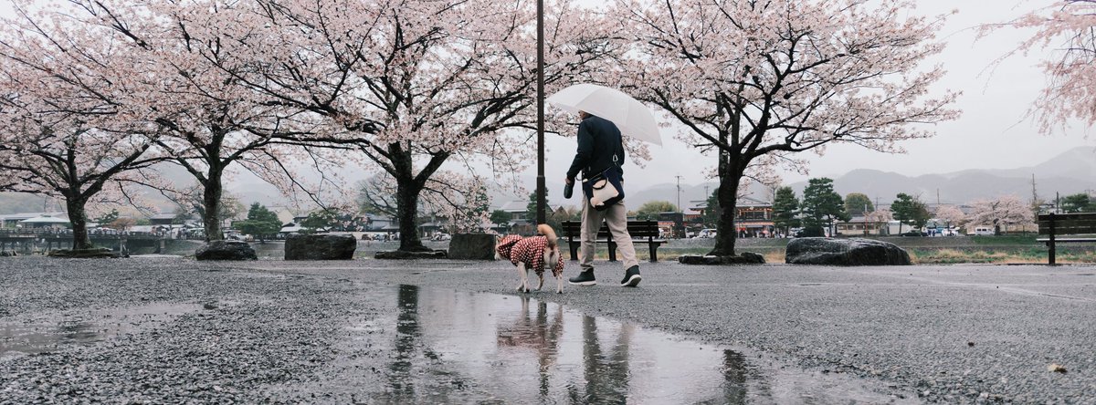 馬走日 tweet media