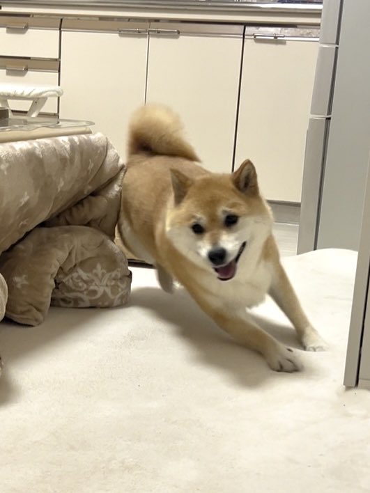 fufufufufu_ta's tweet photo. 雨で濡れてブチ切れながらもしっかりコタツのコーナーを攻める犬 https://t.co/dntJZGGdAW