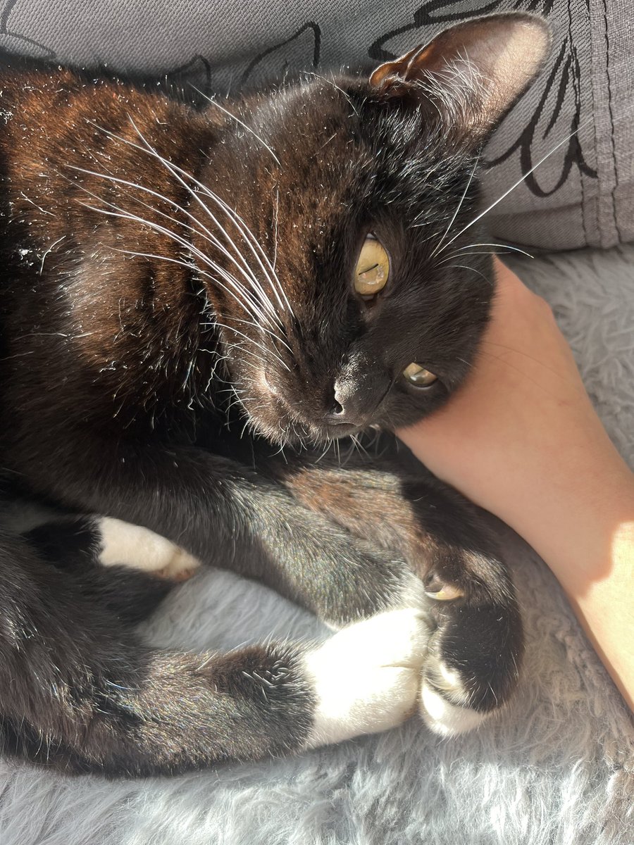 SPOOKS ! decaying tweet media