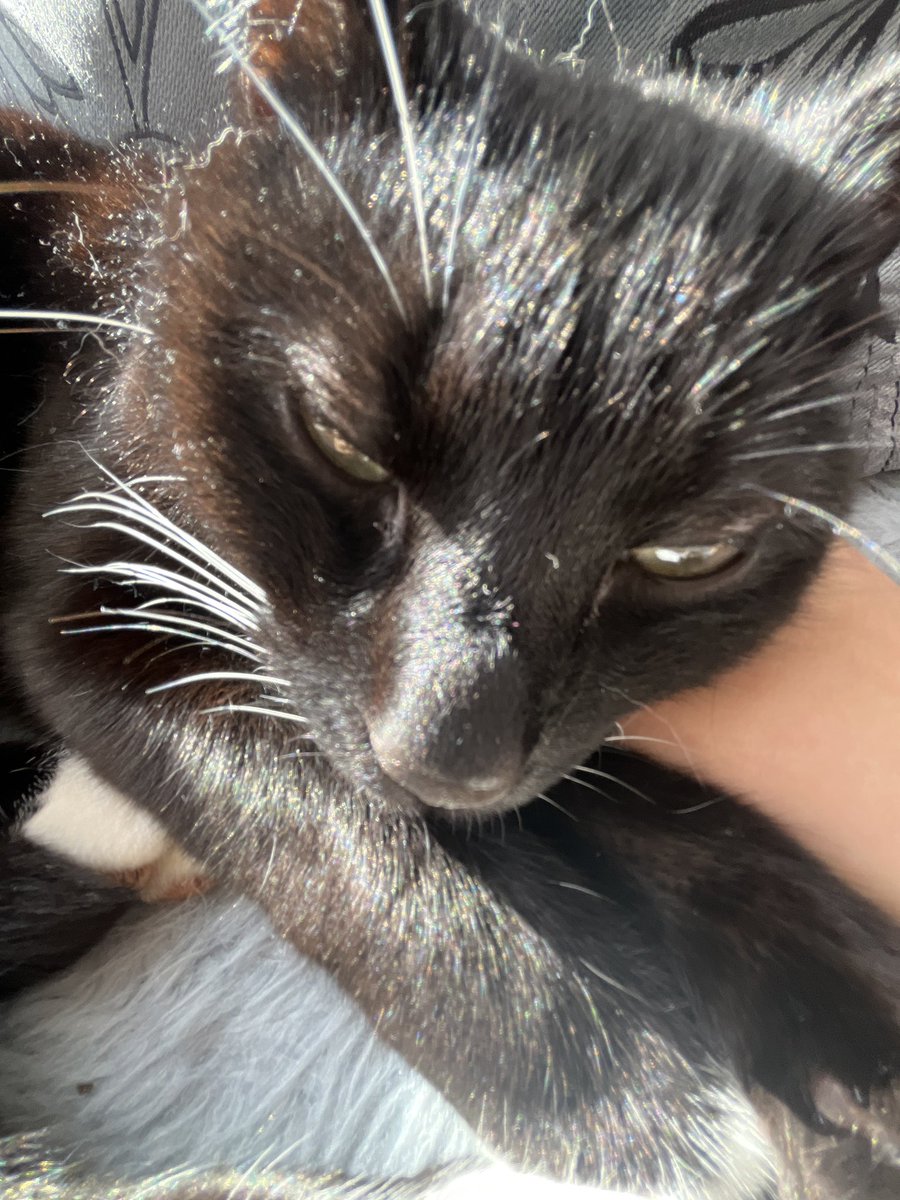 SPOOKS ! decaying tweet media