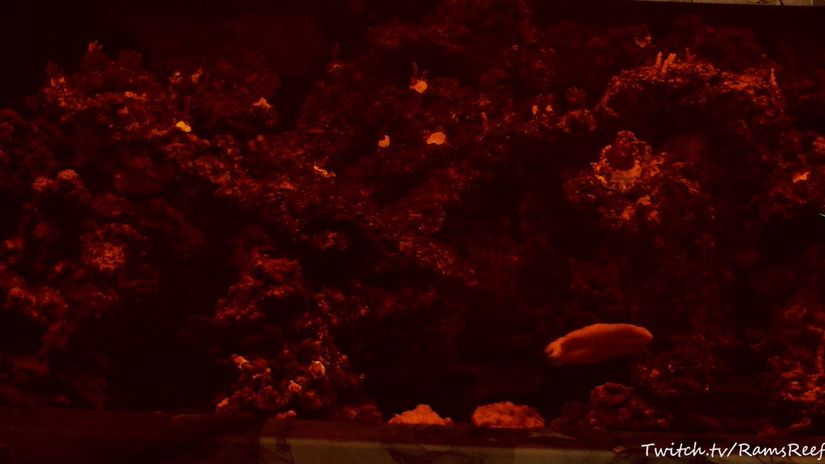 Ramsreef_TTV tweet media