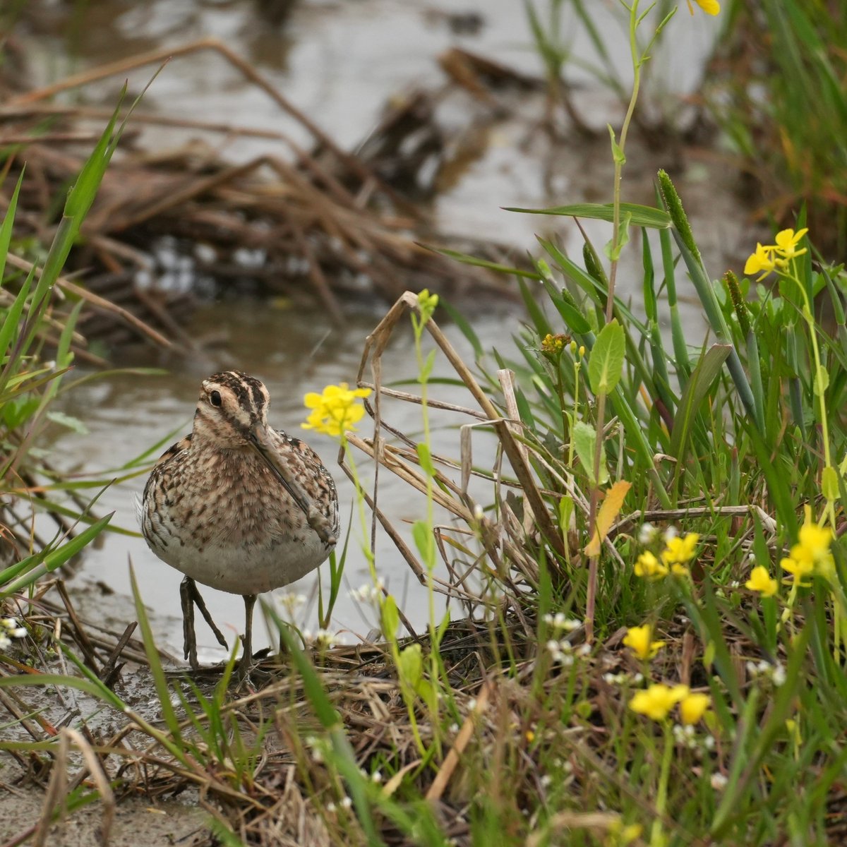 ちびこ tweet media