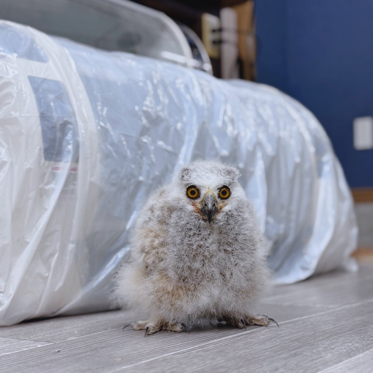 ふく屋@2025年フクロウカフェ休止中⚠️ tweet media