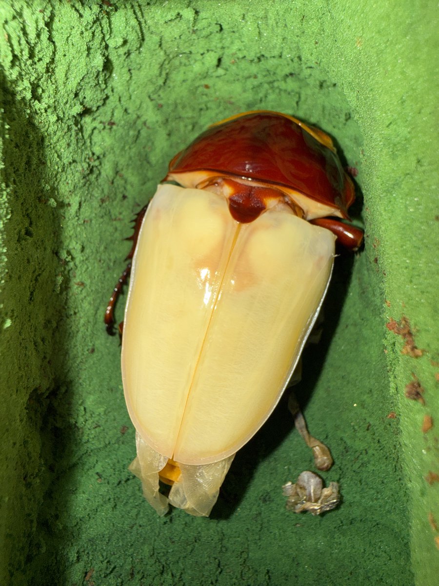 なめだんご tweet media