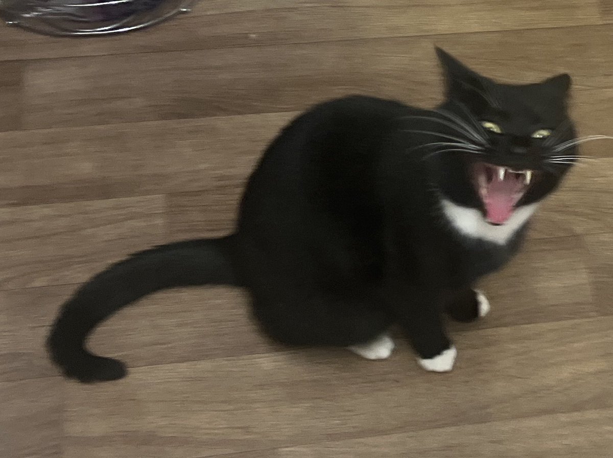 SPOOKS ! decaying tweet media