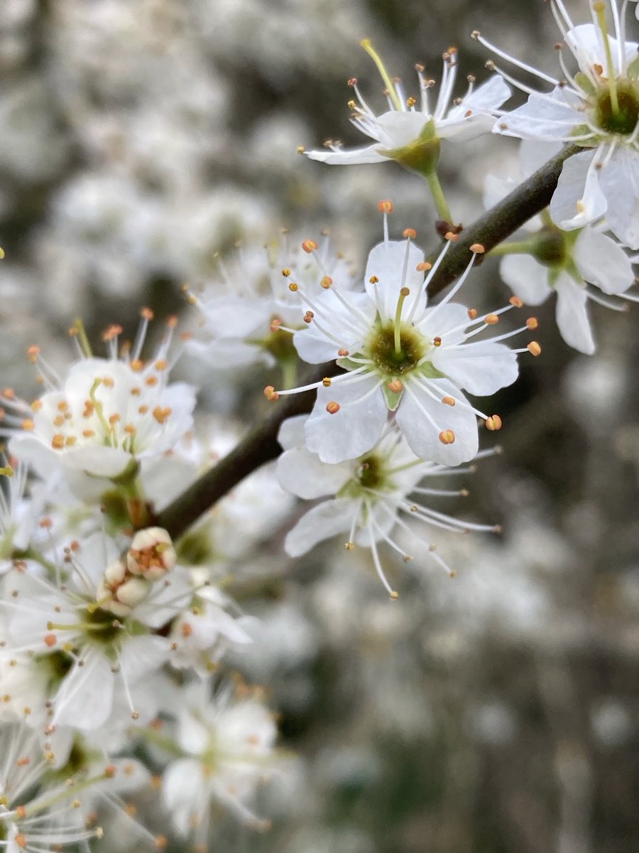 The English Oak Project tweet media