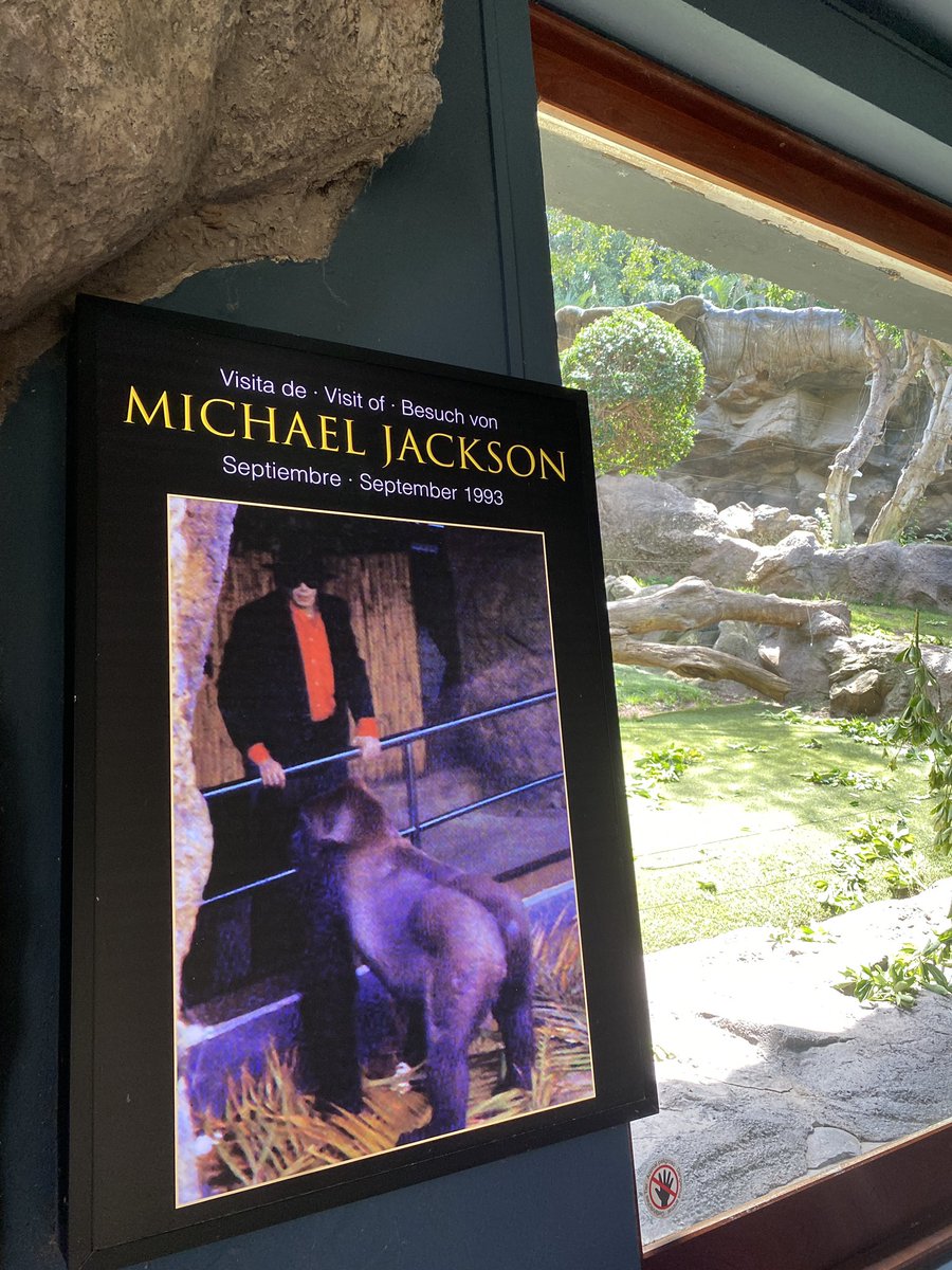 Massan84901559's tweet image. 2026.03.22 Sun Day3 With a rental from #CICAR, we drove 70 km along #Tenerife’s west coast—about 1.5 hours—to #LoroParque. What began as a sanctuary for #parrots (“#loro” in Spanish) now houses the world’s largest #penguinarium—bringing the #Antarctic surprisingly close🐧