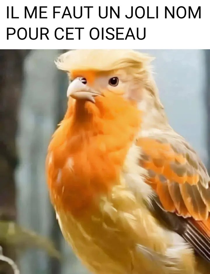 Junior Kaya tweet media