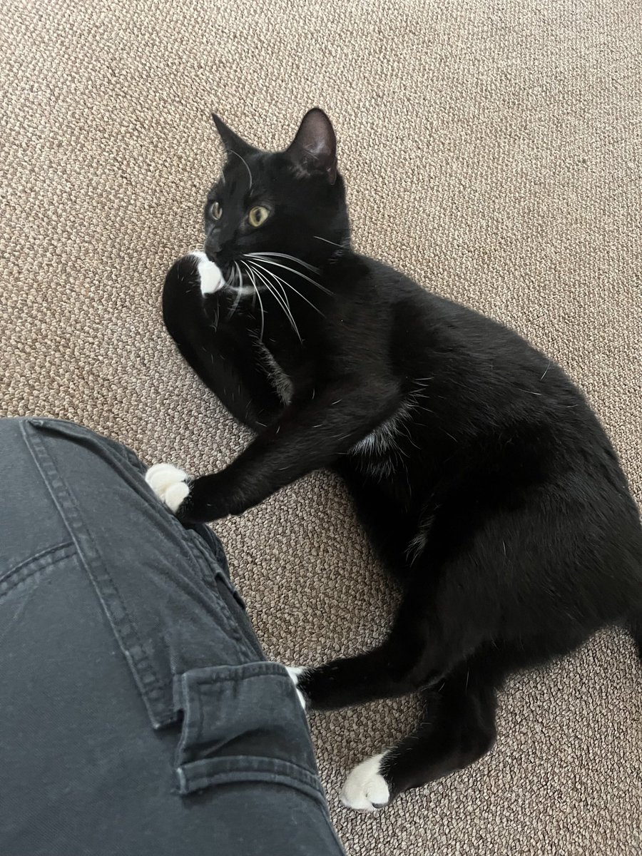 SPOOKS ! decaying tweet media