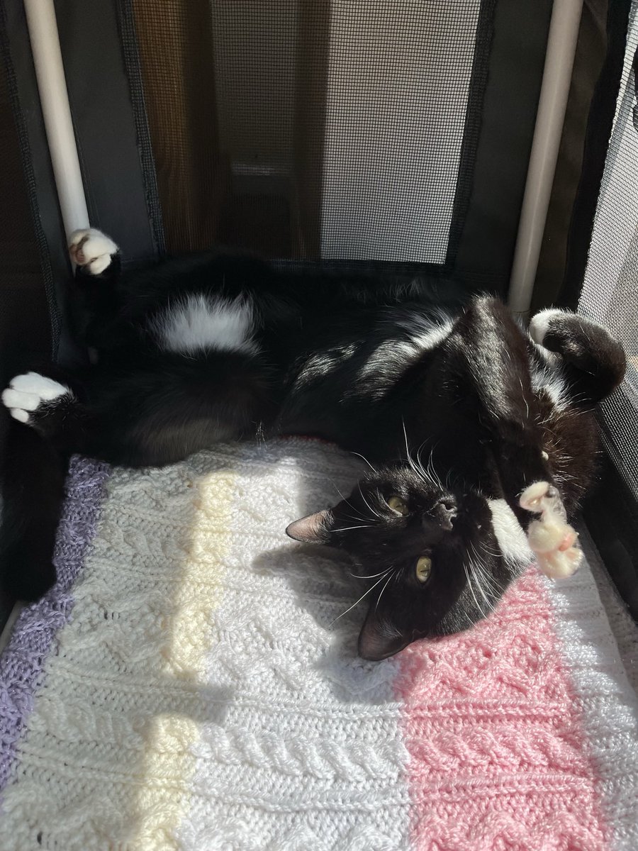 SPOOKS ! decaying tweet media