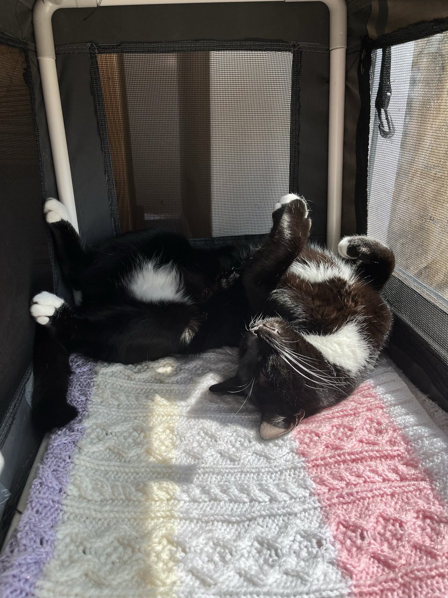 SPOOKS ! decaying tweet media