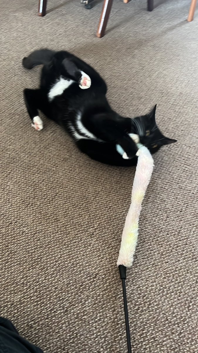 SPOOKS ! decaying tweet media