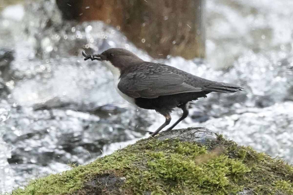 Alan Davies tweet media