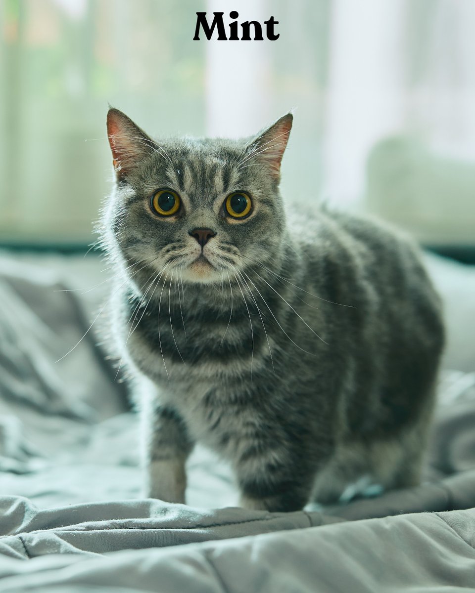 Mint Magazine Thailand tweet media