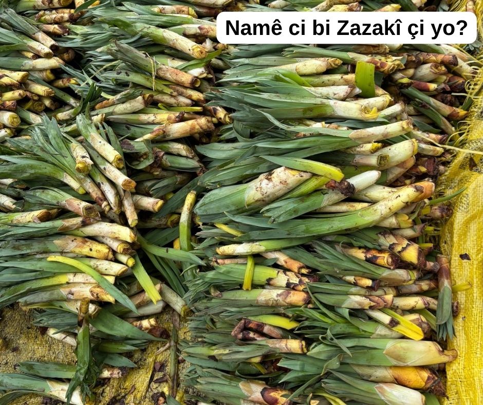 Zazakî News tweet media