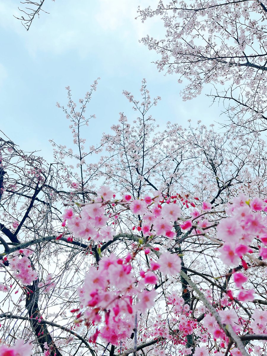 こまち✿comachi tweet media