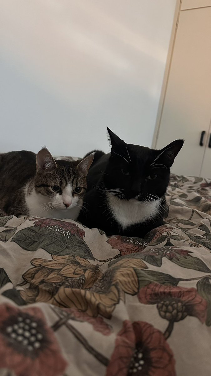 queen bess tweet media