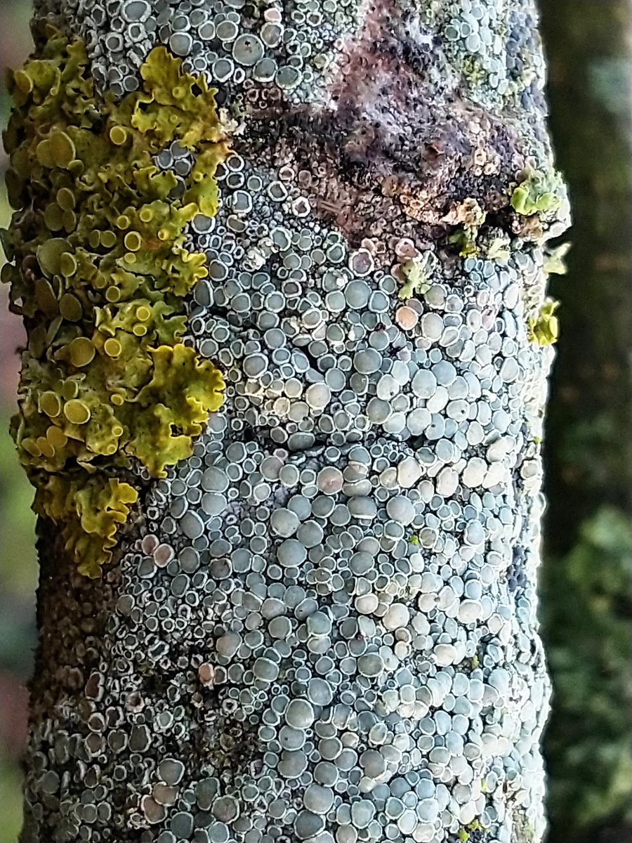 SewellLeigh's tweet image. A visit to last year's photos for #hotsticksaturday 🤩

Lichen overload incoming 

#saturdaymorning #lichen #fungi #nature #naturephotography