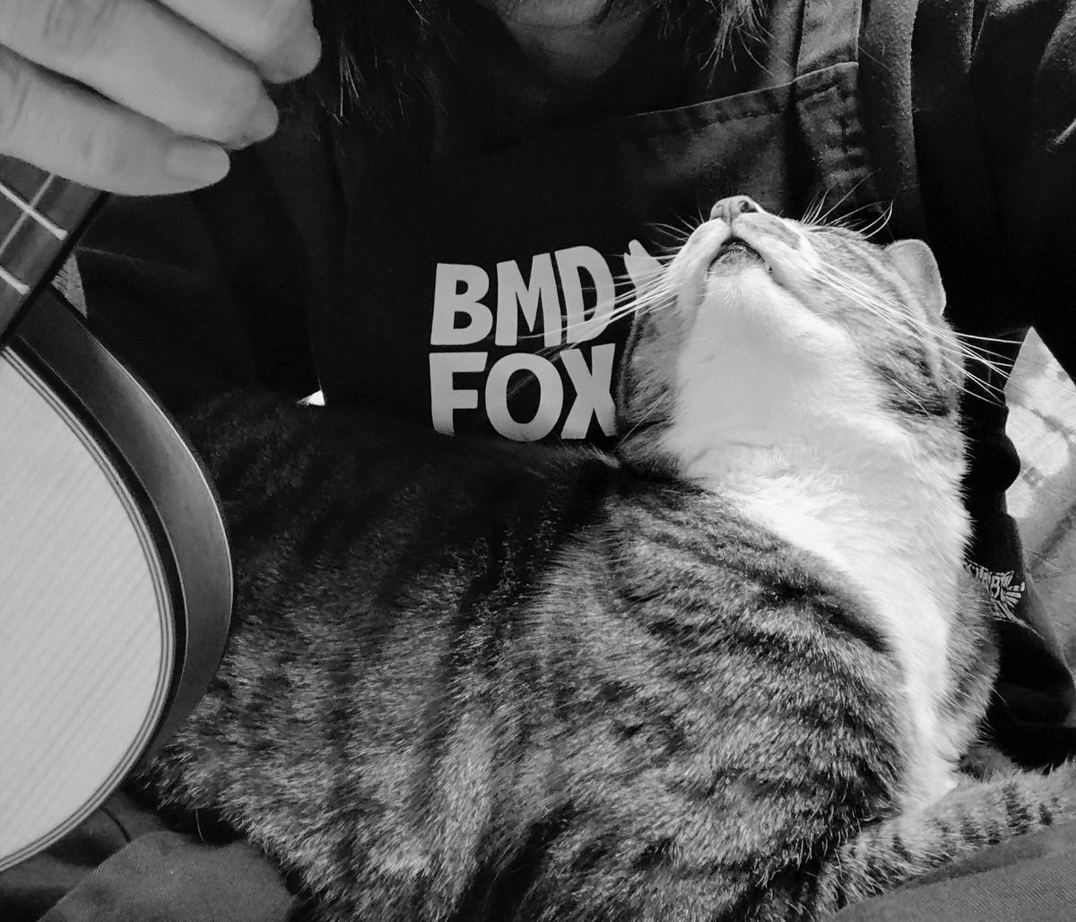 FURASAN-METAL🦩 tweet media