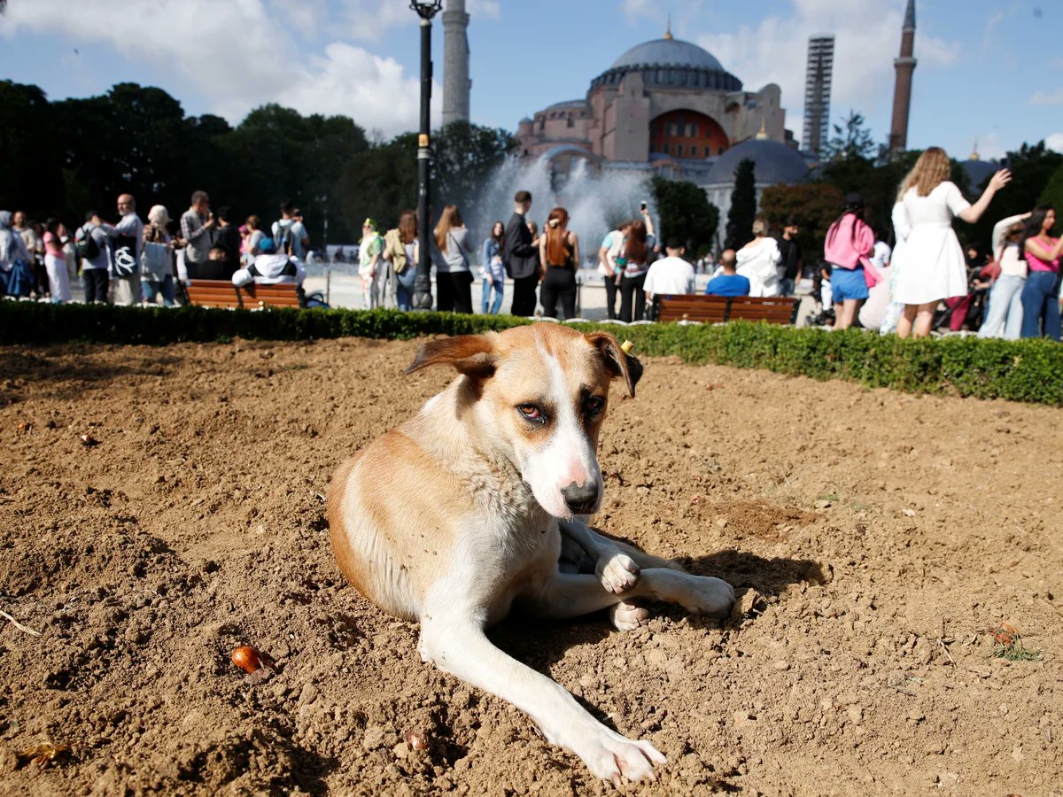 Solcu Gazete tweet media