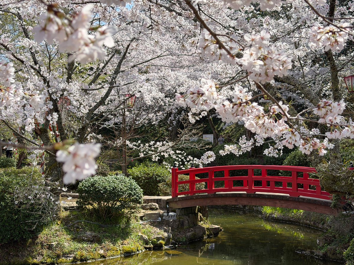 新倉こはるの倉吉桜探訪⑤
打吹公園・昼
公園内のどこを見ても満開の桜、桜、桜！
満開を過ぎたあとも桜の絨毯が美しく、何度訪れても素敵な風景を楽しめます