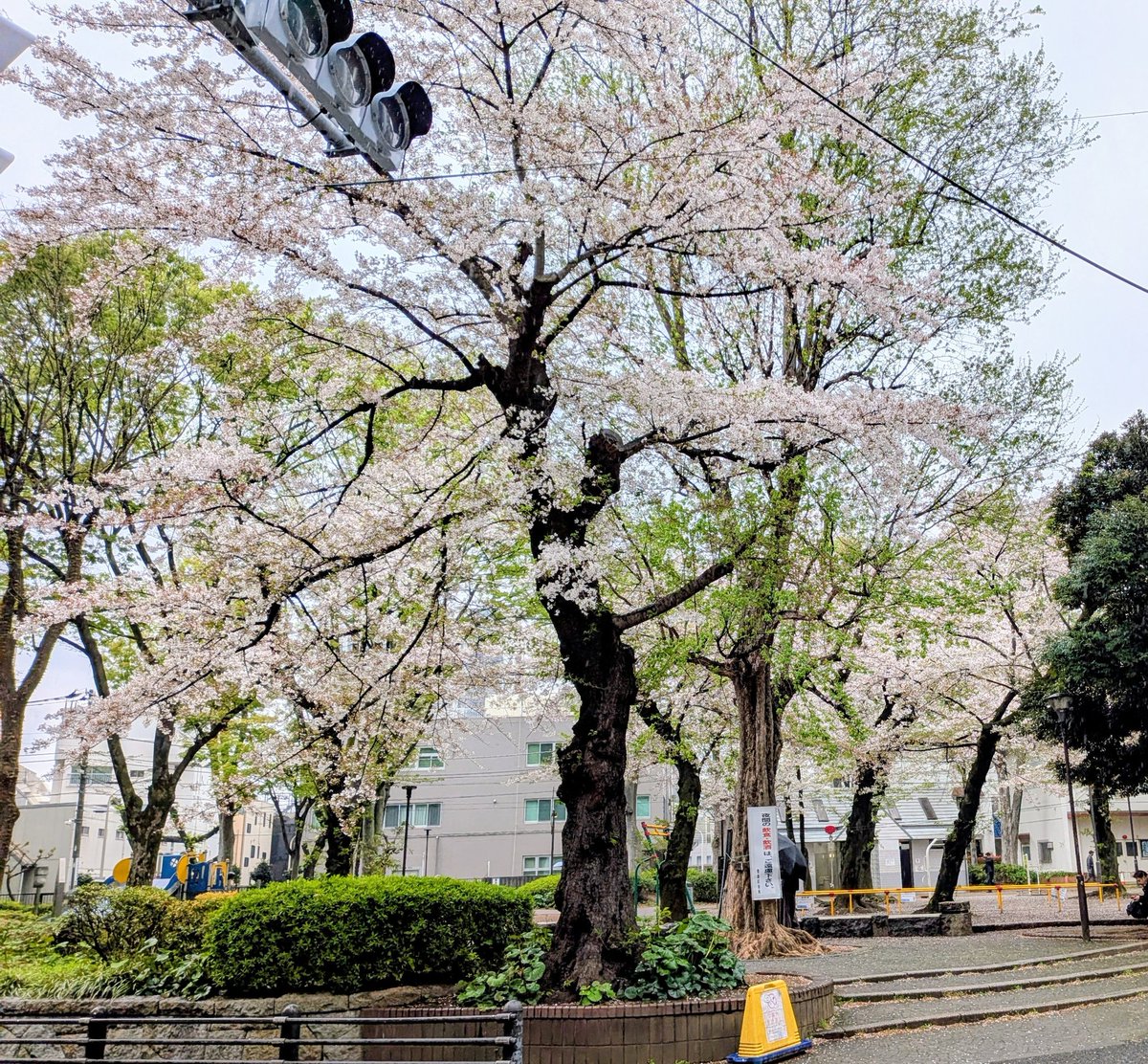 ネコオドル tweet media