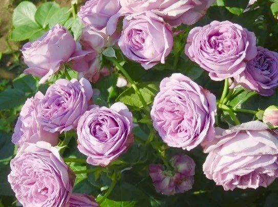 極上の旅図鑑 tweet media