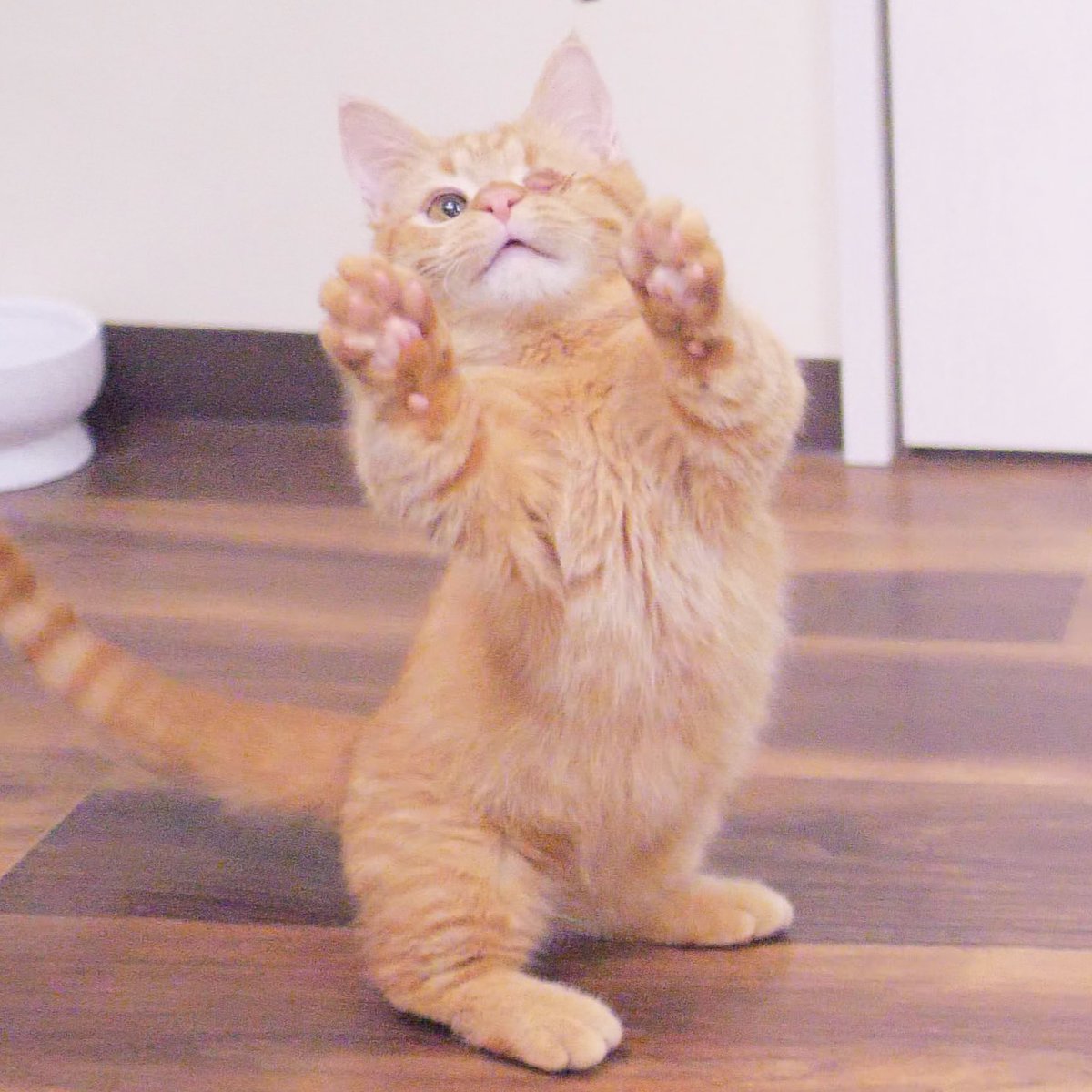 保護猫カフェMiagolare tweet media