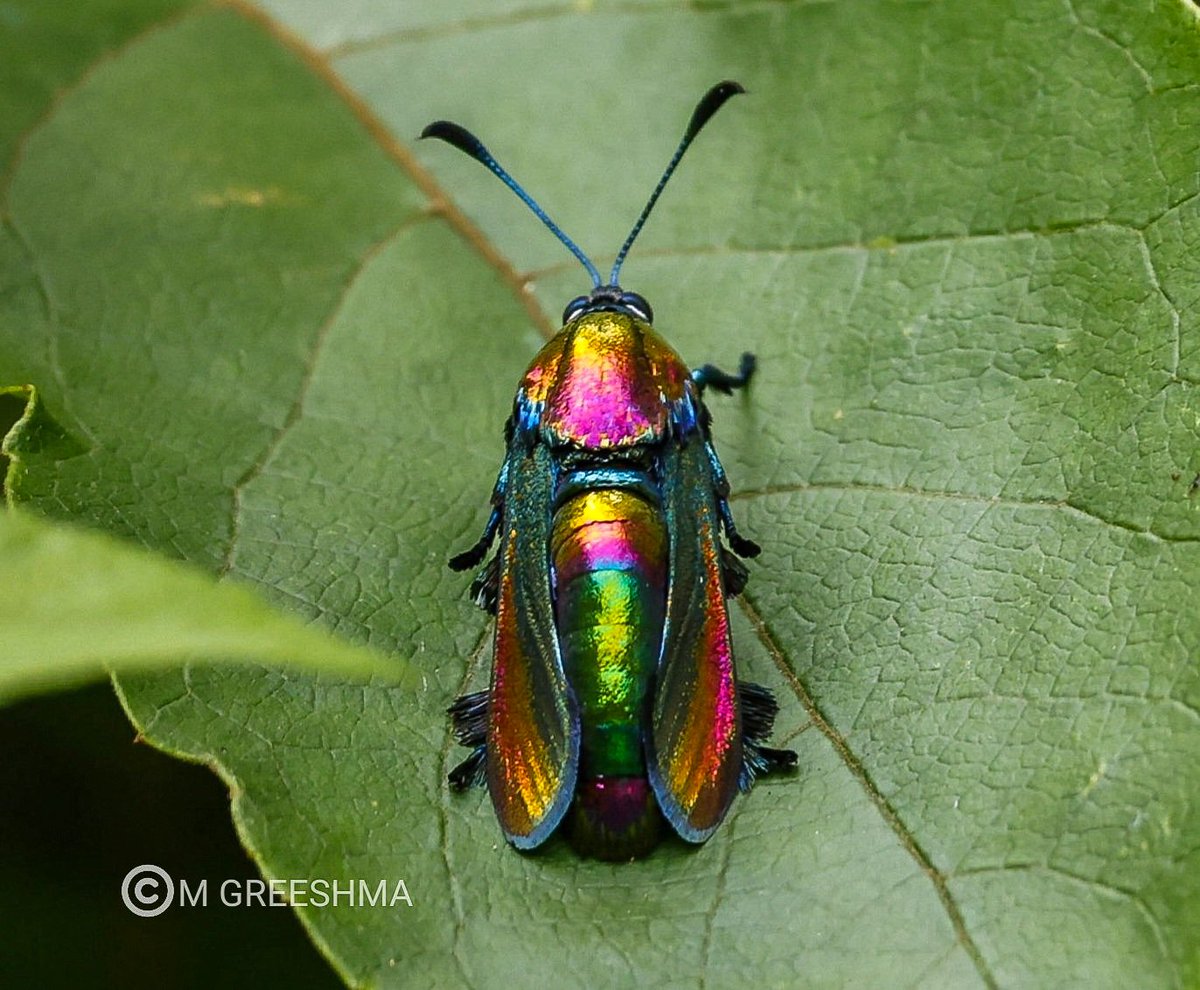 Greeshma tweet media