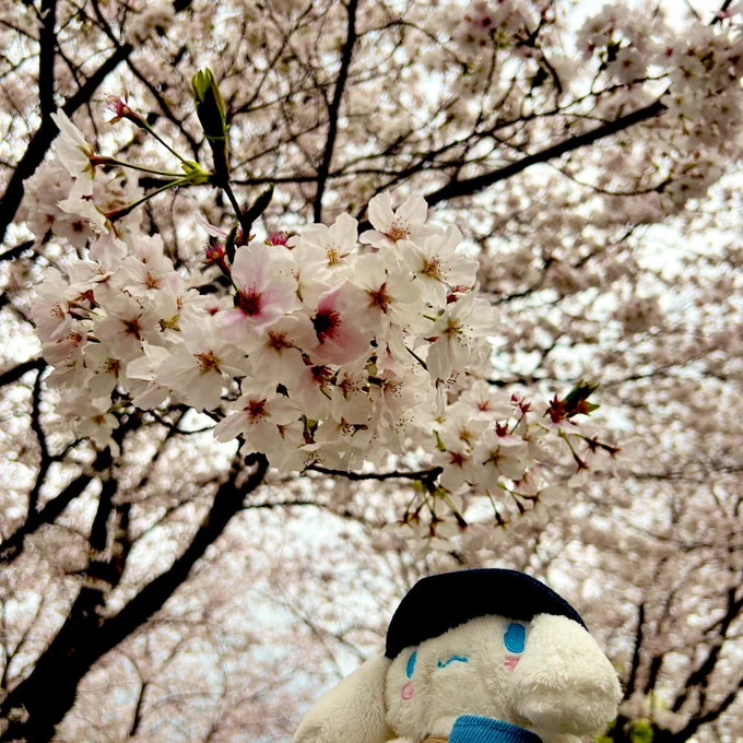 めっちゃ満開の公園に出会ってテンション上がった今年は一斉に咲いて見応えある!