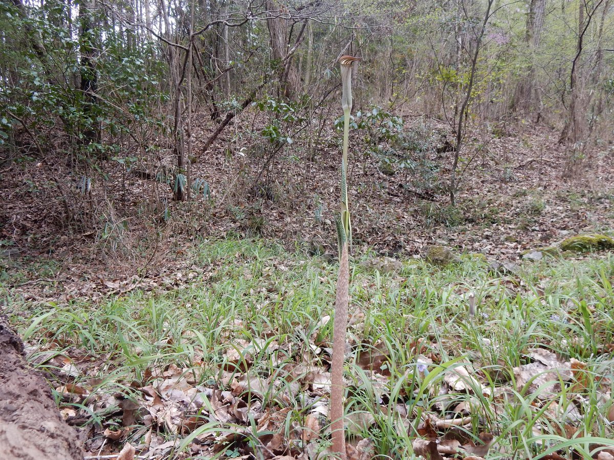 Shidora- tweet media