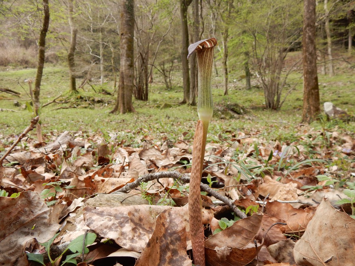 Shidora- tweet media