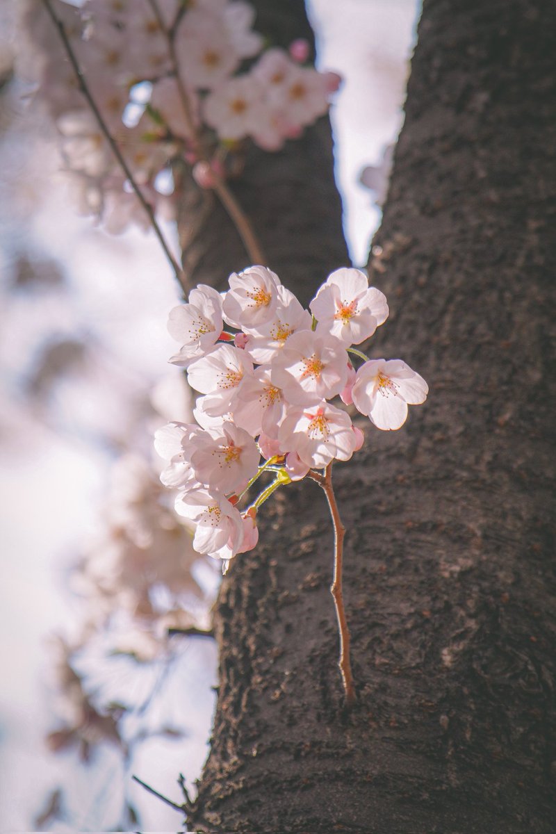 S_cene's tweet photo. 🌸 요호 🌸 https://t.co/nsKjAo7pOh