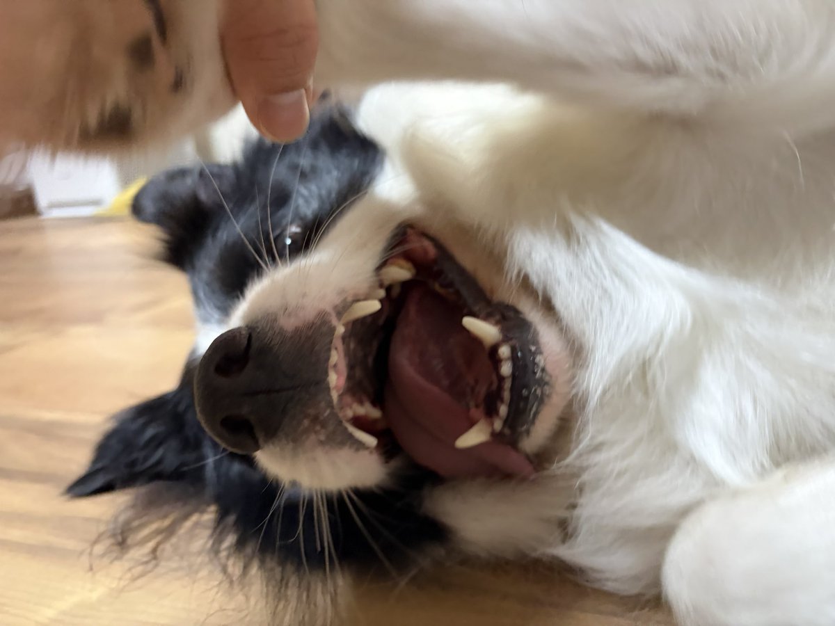 ましろ tweet media