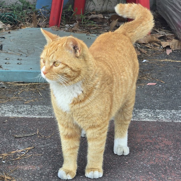 말랑콩떡🍡 tweet media