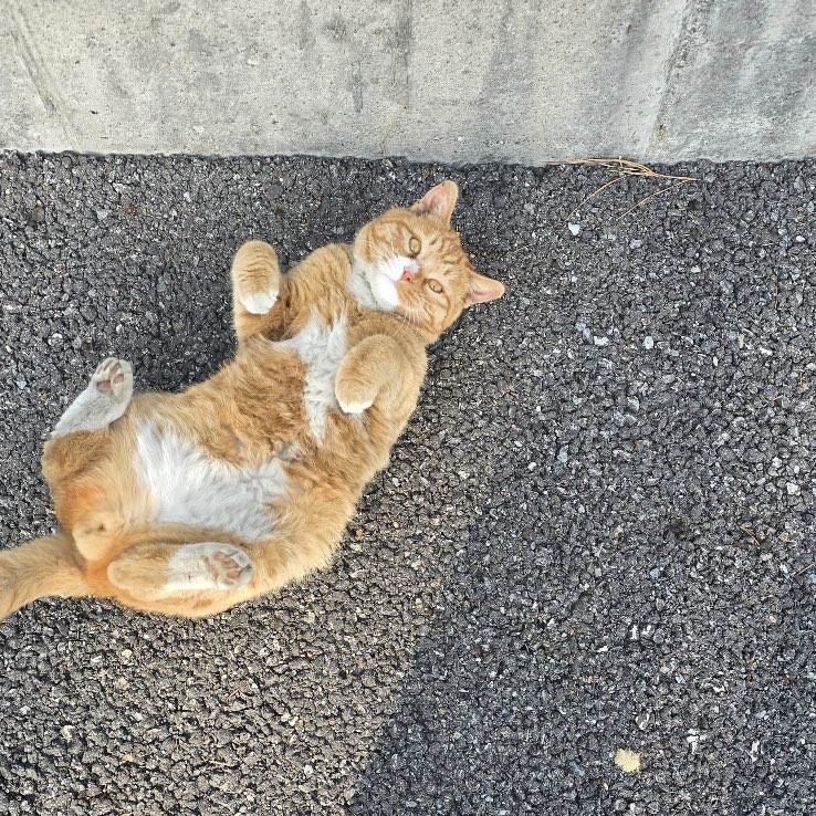 말랑콩떡🍡 tweet media