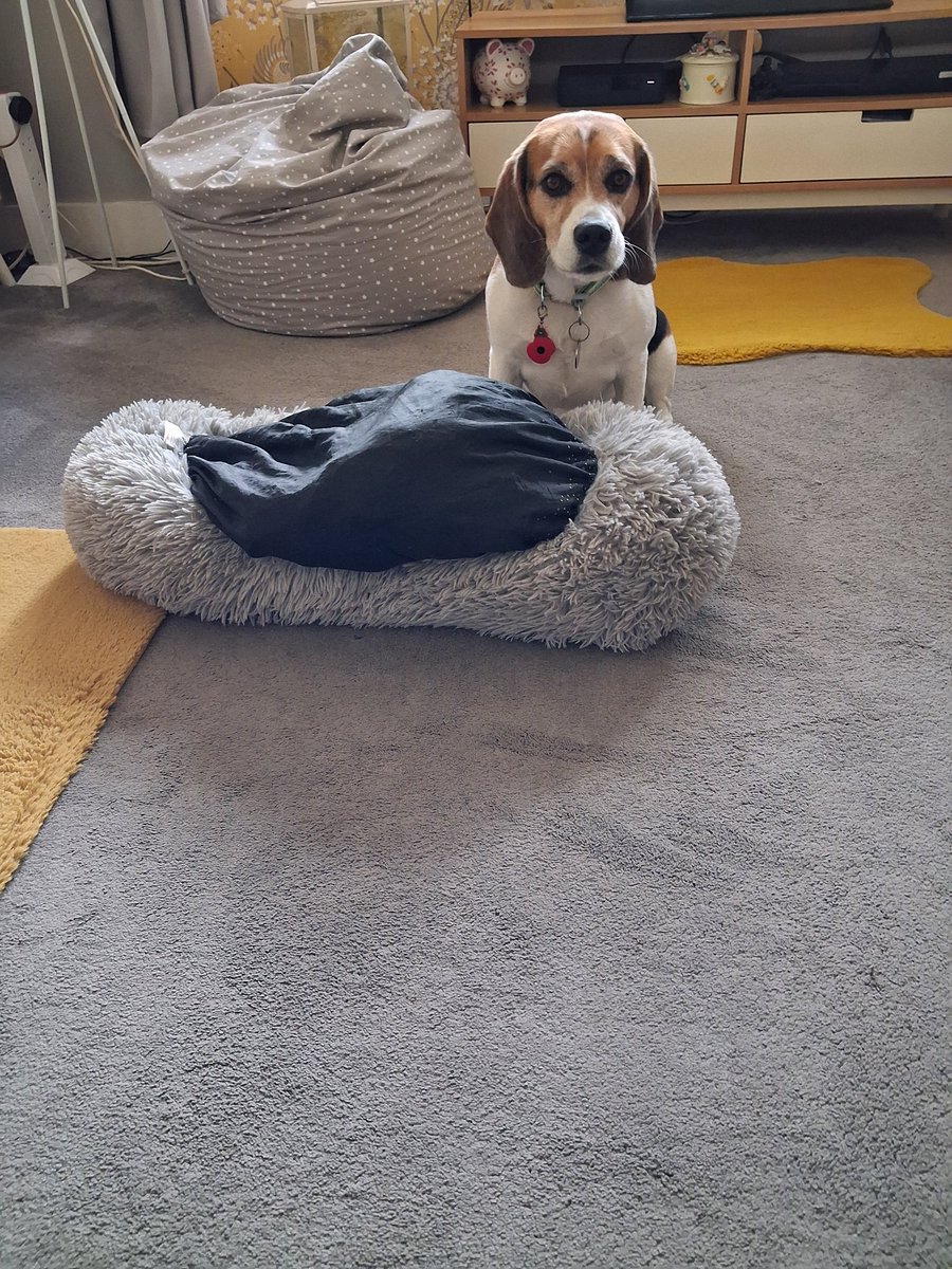 MrPercy Beagle tweet media