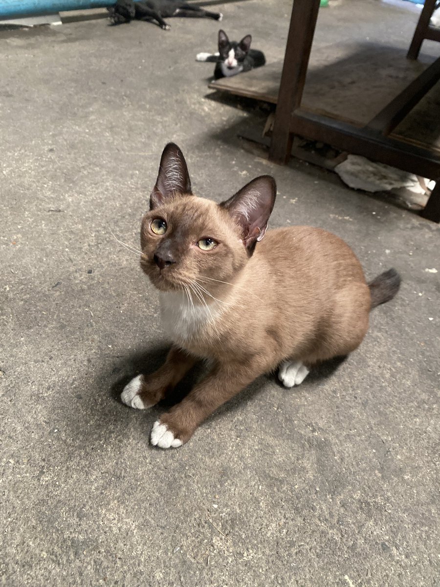 แมวหาบ้าน ขี้ข้าหาแมว tweet media