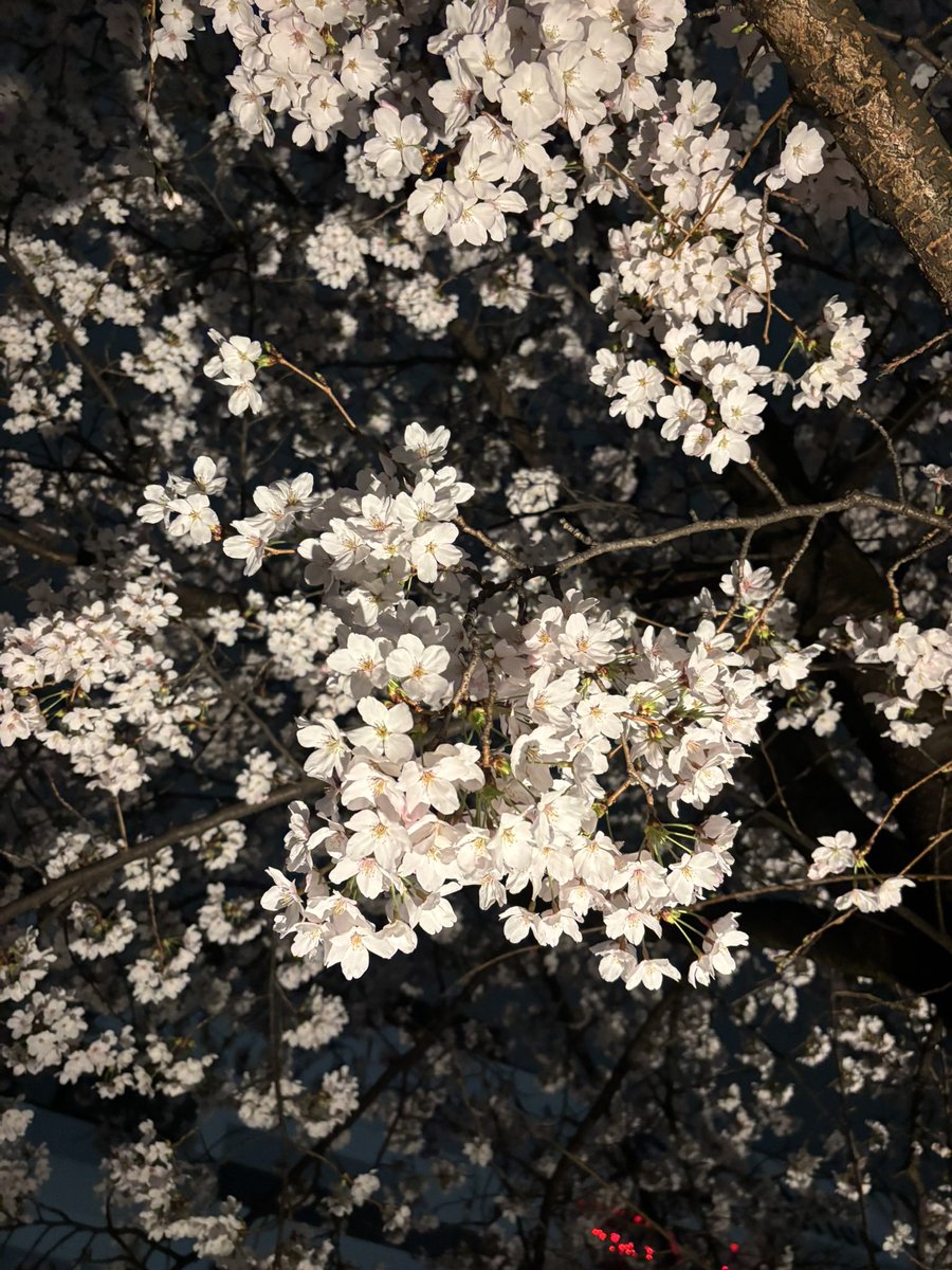 12rin31na's tweet photo. 桜の咲く季節毎回思うのは夜桜で満月をみたい笑

西行法師の「願はくは」の情景がみたくなる季節 https://t.co/eVCmbCJ927
