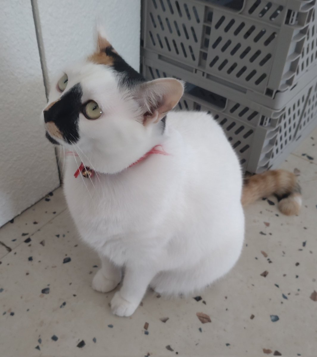 つみれ串 tweet media