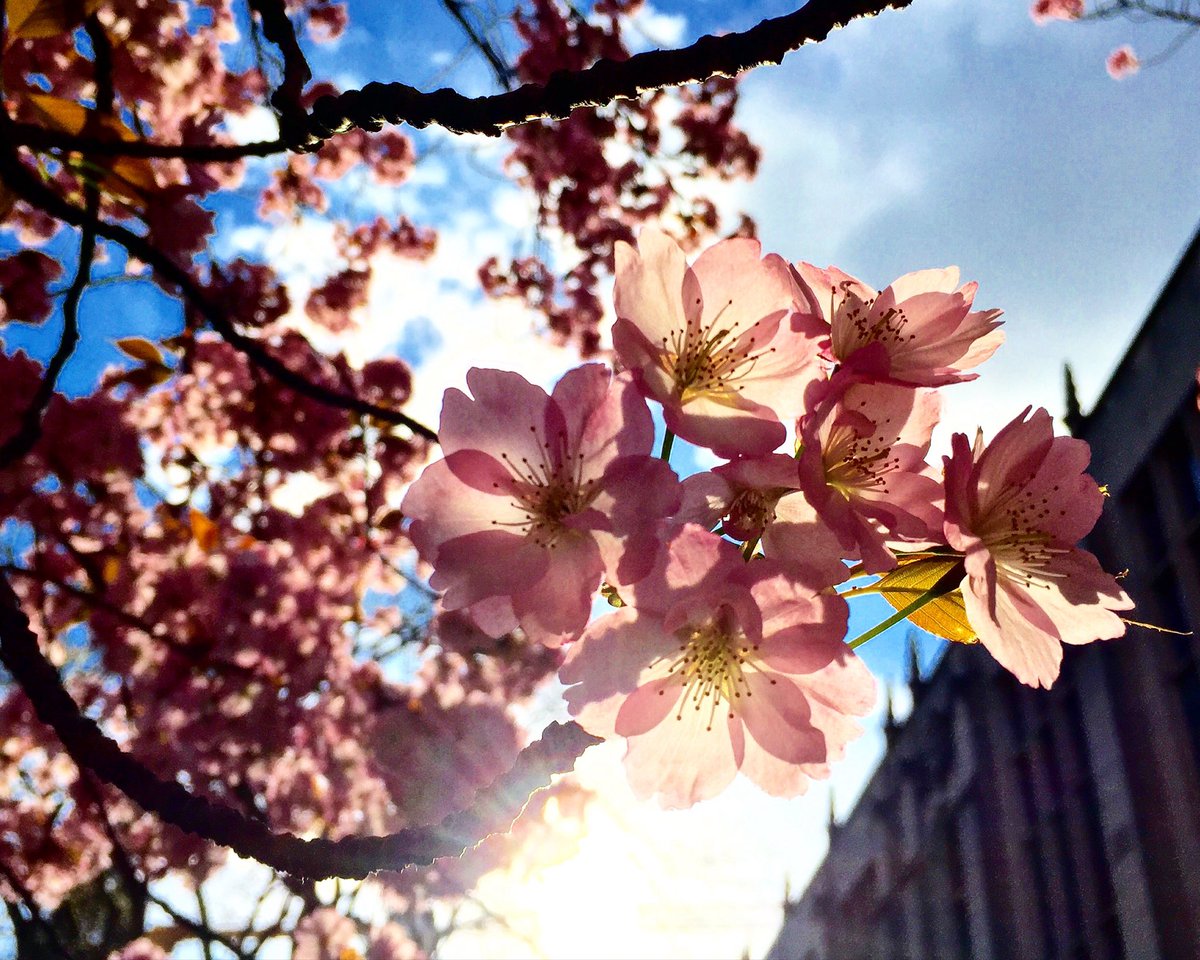 Explorer tweet media