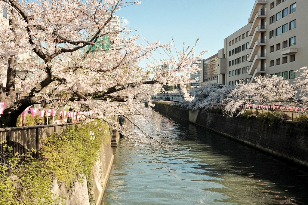Meguro-gu, Tokyo
260402
#x100v