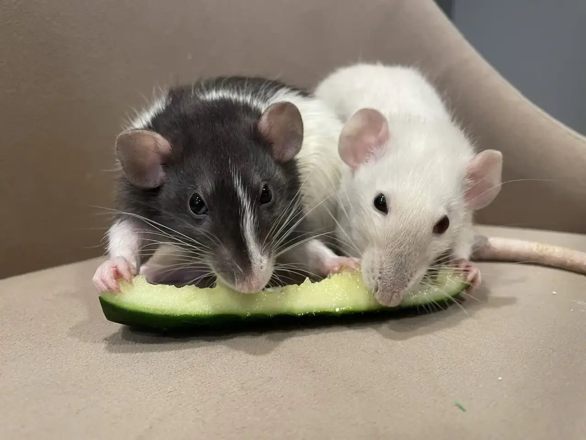 KnA_SPb ⟭⟬ ⁷ ⊙⊝⊜ 𝐀𝐑𝐈𝐑𝐀𝐍𝐆🪭 tweet media