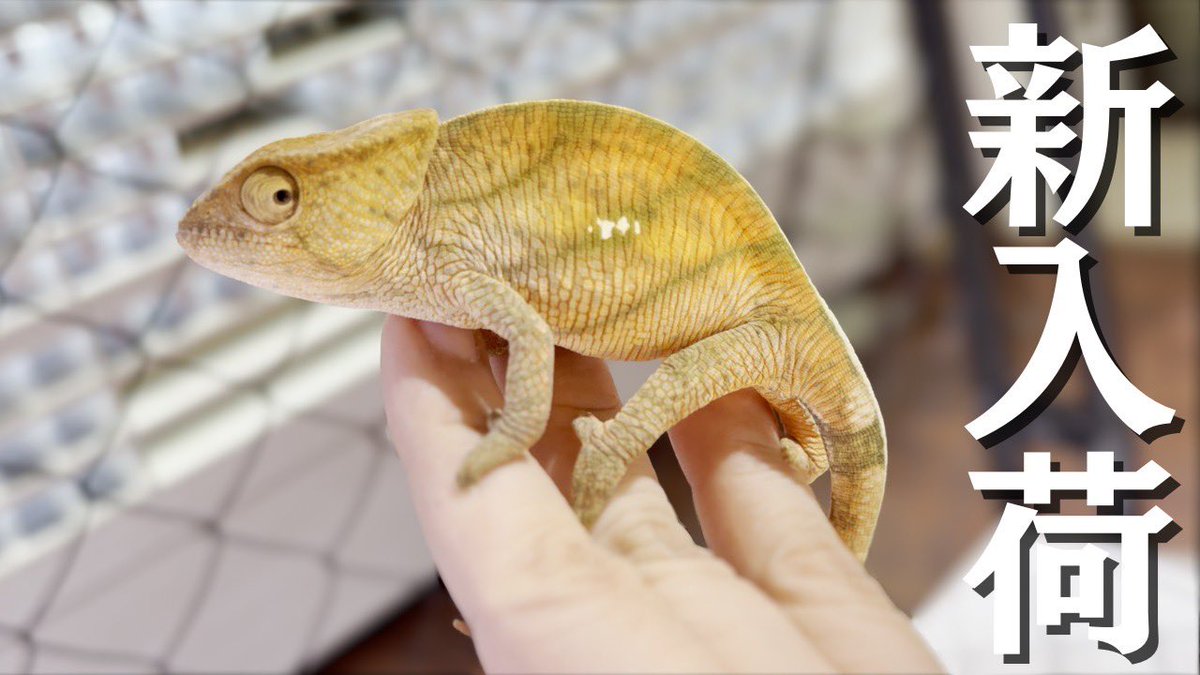 reptilestokyo_n's tweet photo. 名古屋店の新入荷カメレオンのご紹介動画撮りました！

そう長くない内容なのでなにかのついでにサクッと流し見してもらえれば！

https://t.co/XxVXFd7X6x https://t.co/uaN7DLMKXE