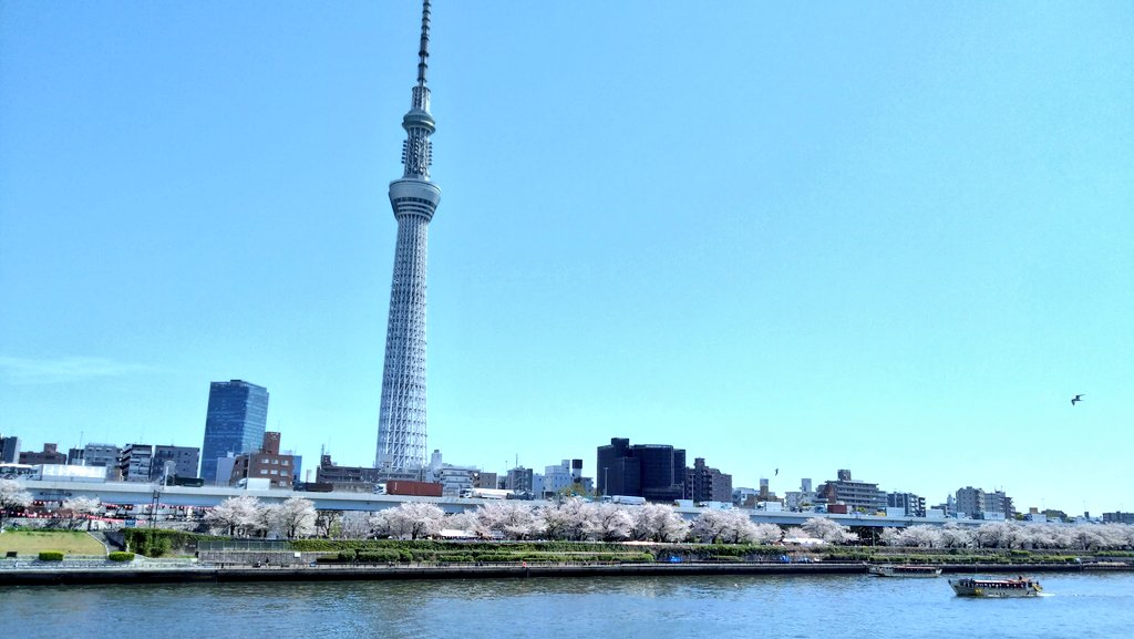 mamy0701's tweet photo. おつこんにちは😊
土日で桜散っちゃうかな🥹🌸
良い週末を👍

 #春ですね
 #ぼっちお花見2026
 #花より団子 https://t.co/3UJosDlQxI