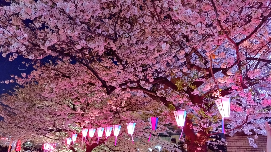 mamy0701's tweet photo. おつこんにちは😊
土日で桜散っちゃうかな🥹🌸
良い週末を👍

 #春ですね
 #ぼっちお花見2026
 #花より団子 https://t.co/3UJosDlQxI