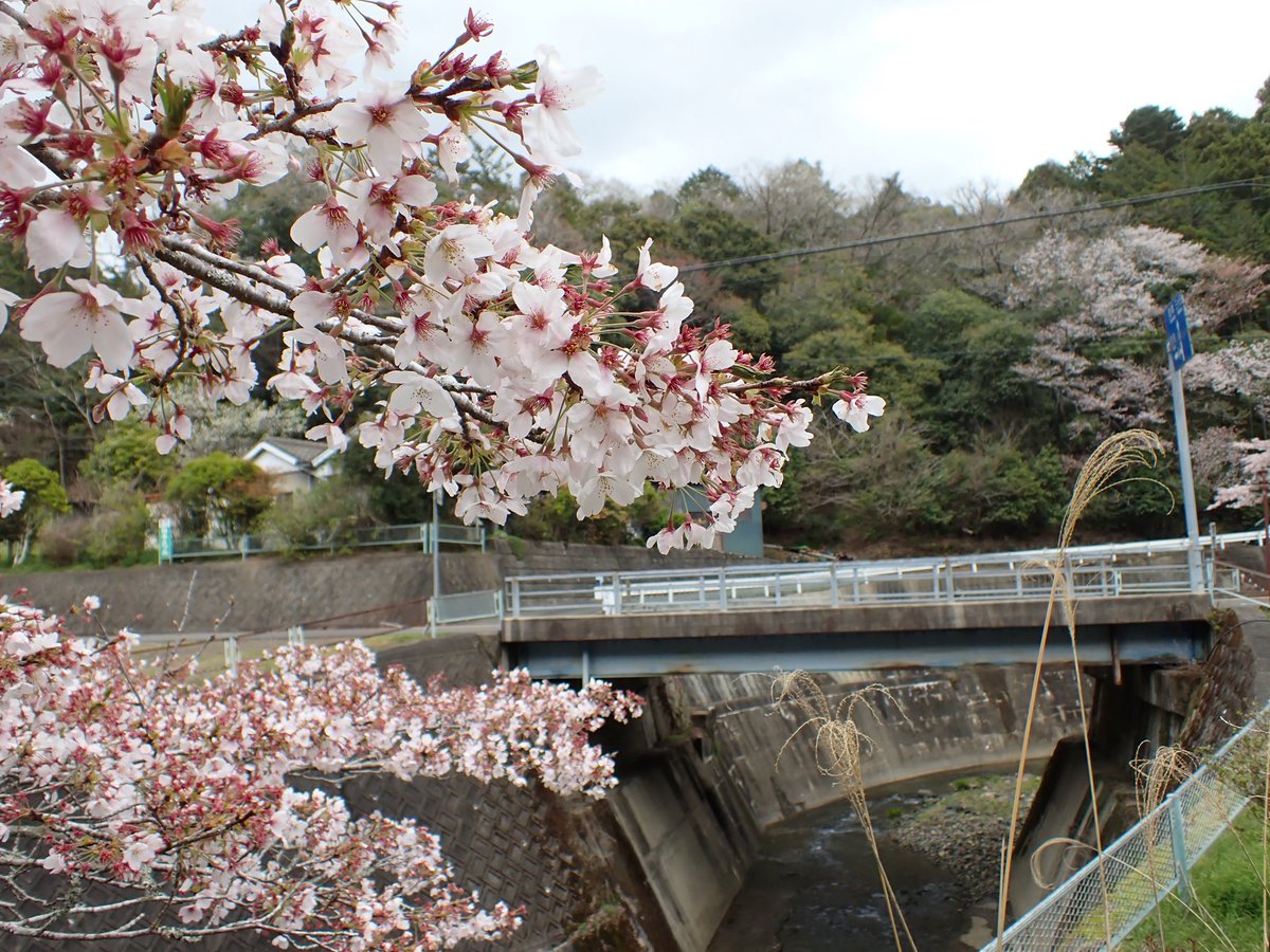 nd4rh's tweet photo. こんにちは(^^)
今日は雨予報でしたが
新城市黄柳野地区に
花探し https://t.co/vxzbGJJL8X
