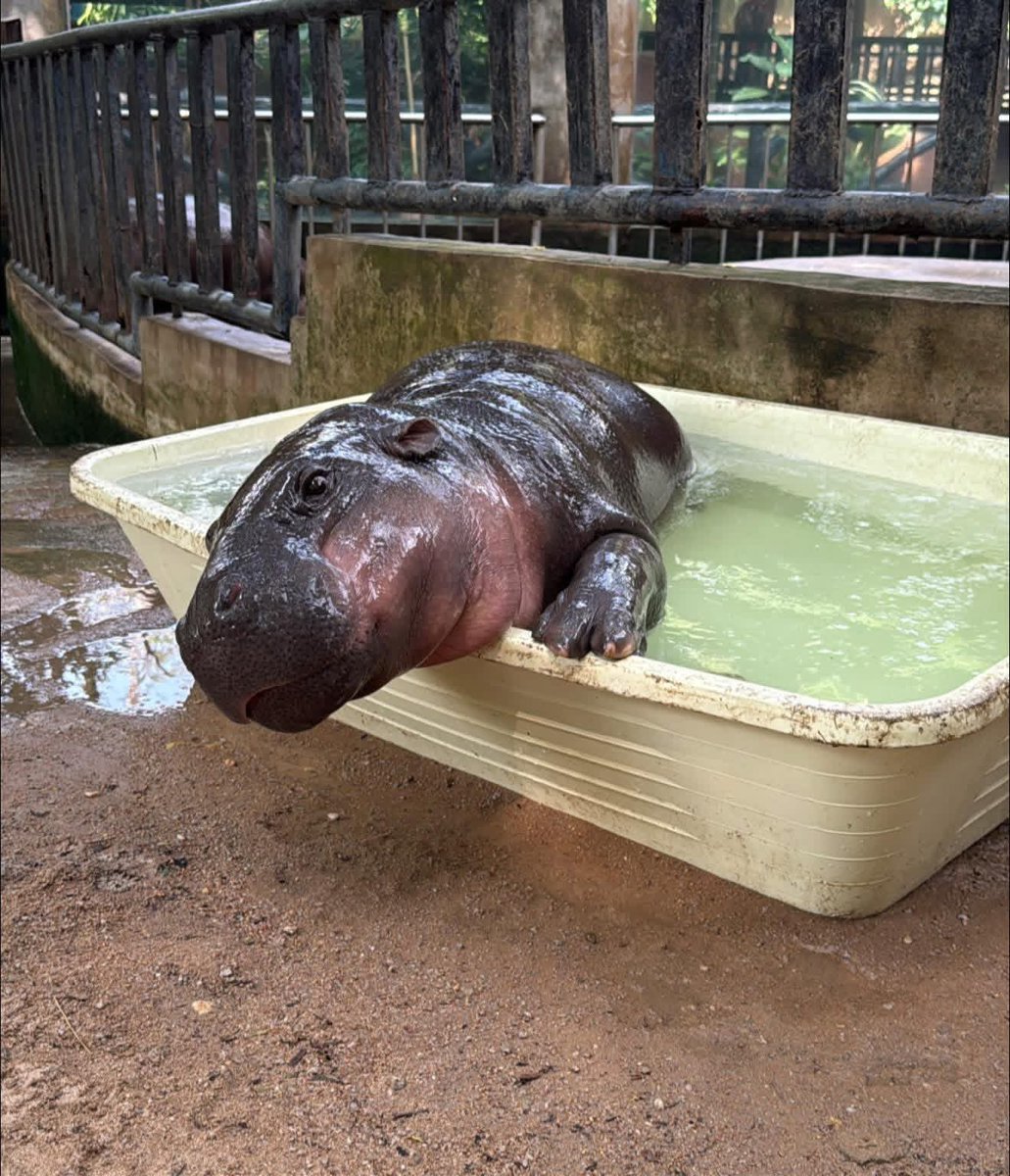 Khamoo.andthegang tweet media