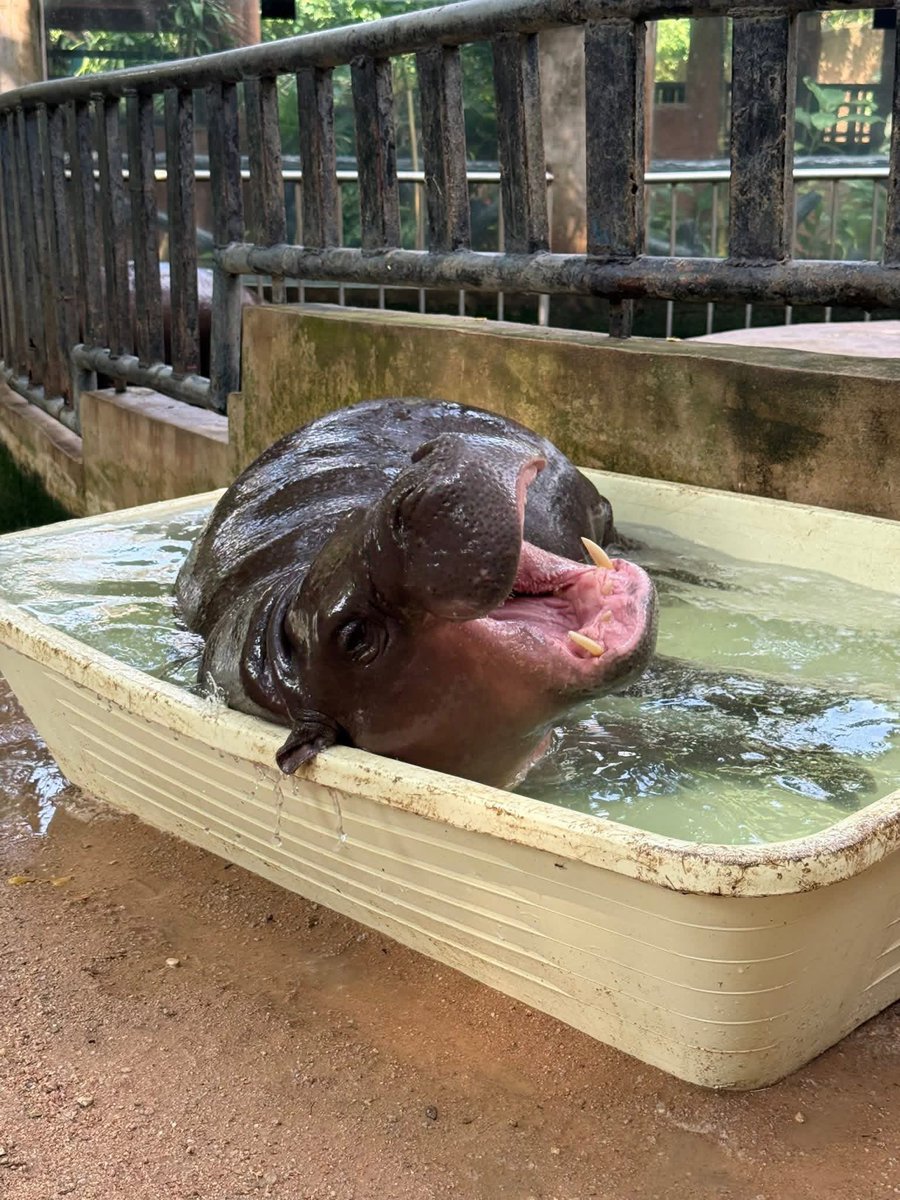 Khamoo.andthegang tweet media