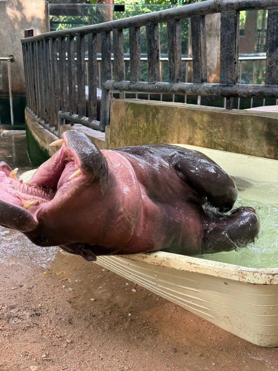 Khamoo.andthegang tweet media